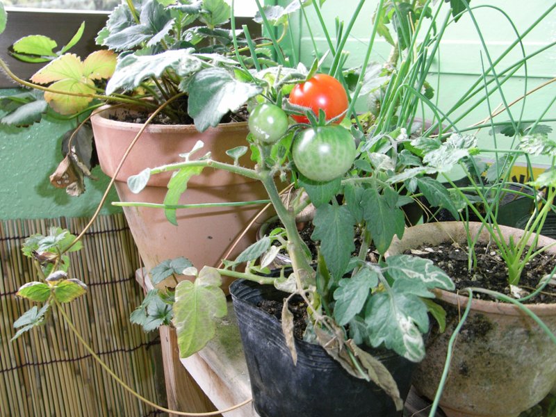 挿し木のプチトマト レジナ 収穫 癒しのプランタ菜園 ベランダ緑化計画
